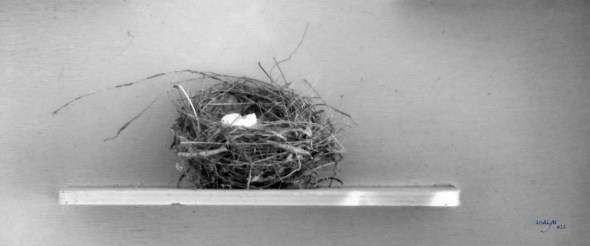 NEST- Goodwood-Grab-The-Goodwood-Institute-indigo-eli-2013