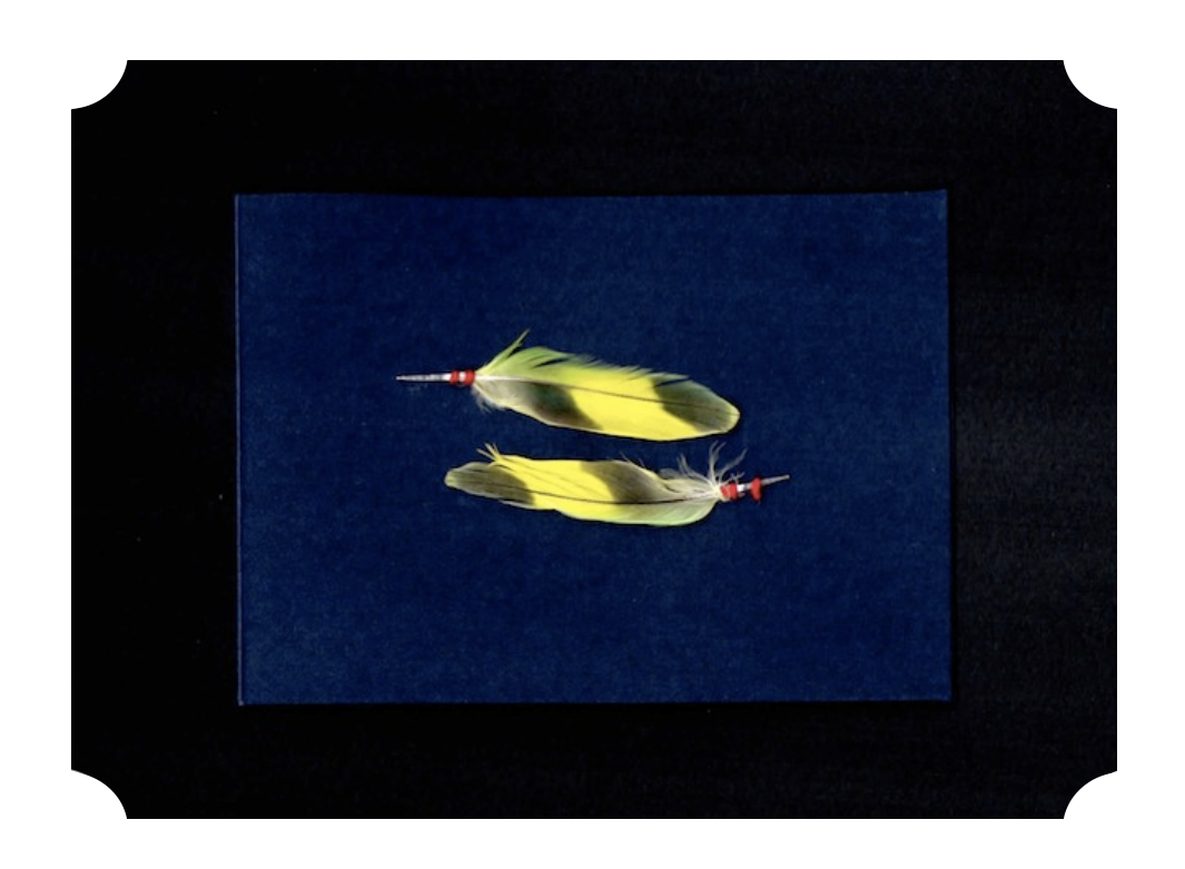 everything is connected feathers website image