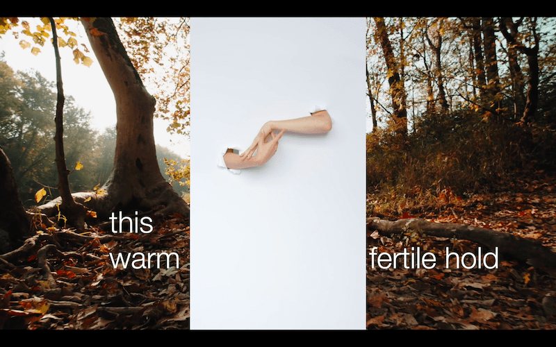 still image from indigo eli's poetry film soft ground ... the background shows a leaf littered forest floor . lots of oranges and golds. on the left sunshine glows in from the top and a two tree trunks stand . one very thin . one thick . on the right the forest scene shows a fallen branch or tree root resting on top of the orange and red autumn leaves a grassy rise in the land with 8 or more thin trees standing on top .. in the centre is a vertical strip of crisp white paper .. a pair of Caucasian arms poking through from behind .. the hands are facing each other . touching at the wrists with fingers outstretched .. along the bottom are white words over the darker leaf litter that read: this warm fertile hold
